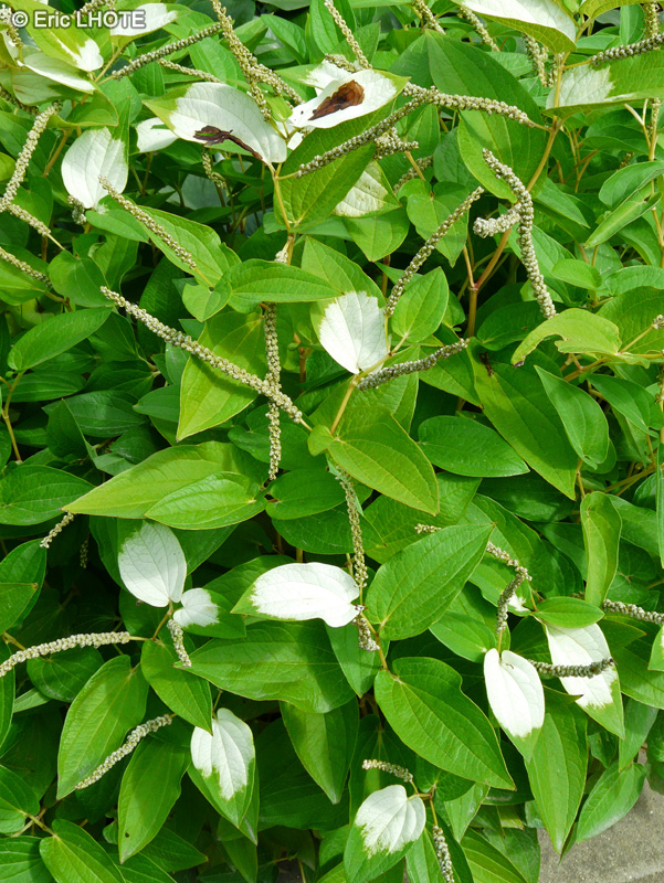  - Saururus chinensis - 