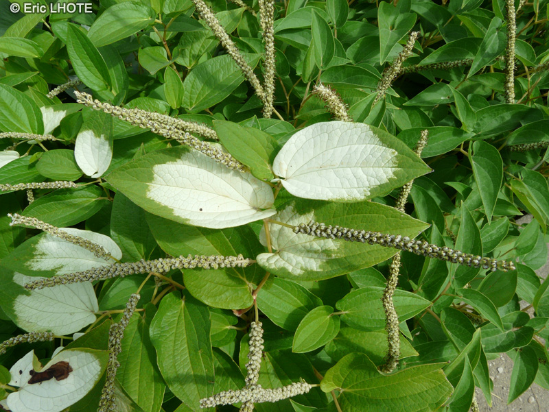 Saururaceae - Saururus chinensis - Saururure, L&eacute;zardelle, Queue de Renard