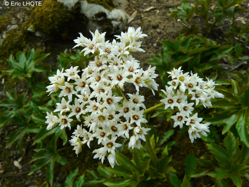  - Aceriphyllum rossi, Mukdenia rossi - 