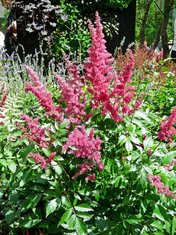 Saxifragaceae - Astilbe chinensis - Astilbe de Chine