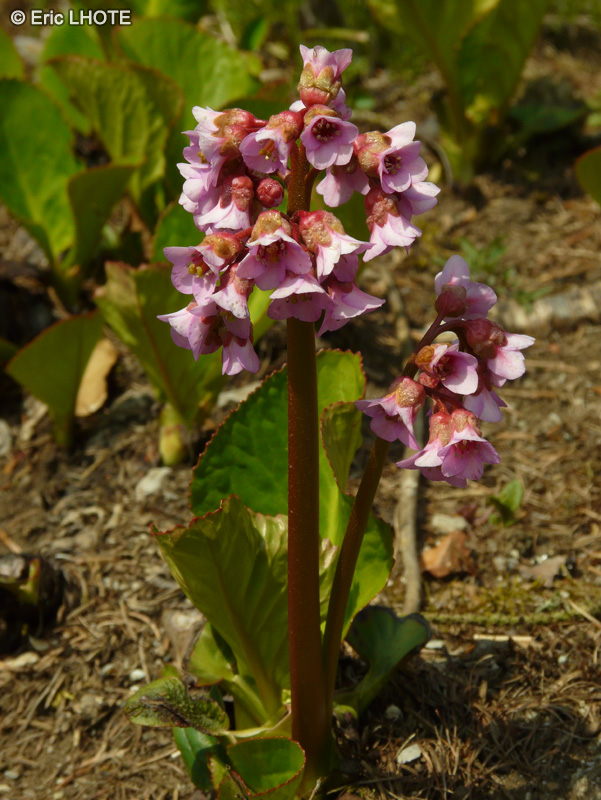  - Bergenia cordifolia - 