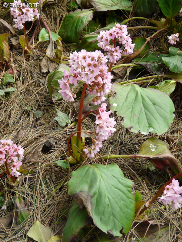  - Bergenia cordifolia - 