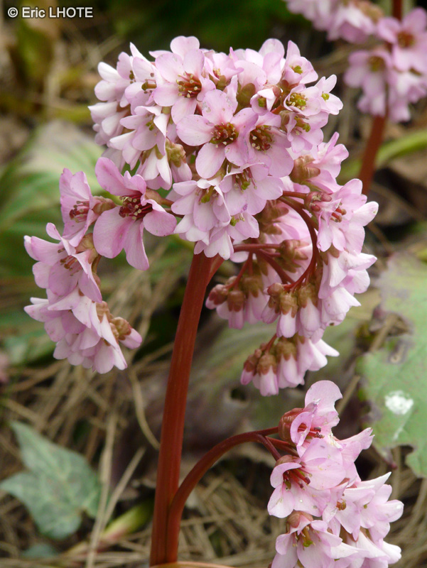  - Bergenia cordifolia - 