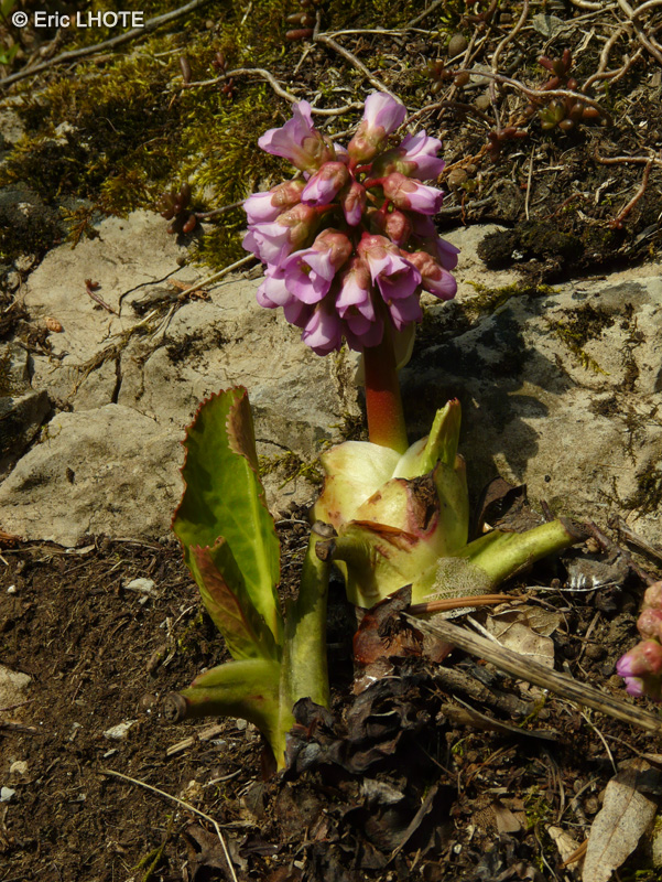 Saxifragaceae - Bergenia cordifolia - Rose de p&acirc;ques &agrave; feuilles cord&eacute;es, Bergenia cord&eacute;e