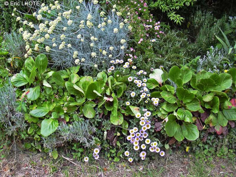 Saxifragaceae - Bergenia crassifolia - Bergénie à feuilles épaisses, Plante du savetier