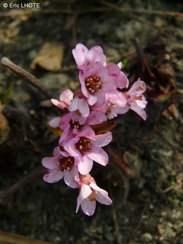 Saxifragaceae - Bergenia stracheyi - Rose de p&acirc;ques de Strachey