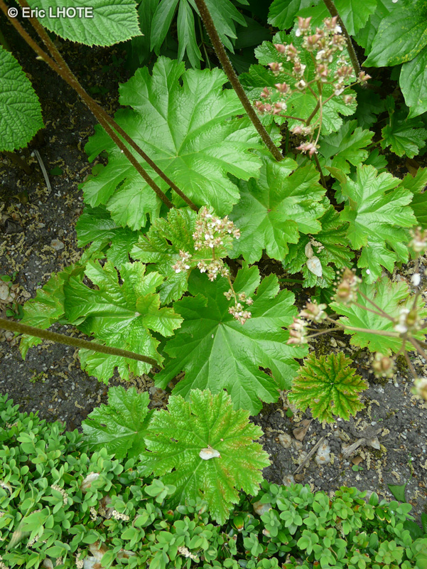  - Darmera peltata - 