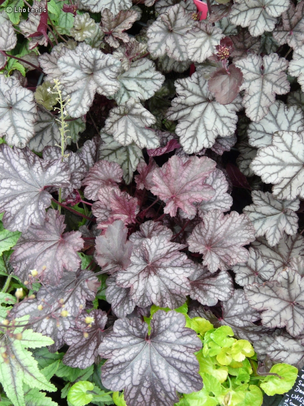  - Heuchera Blackberry Jam - 