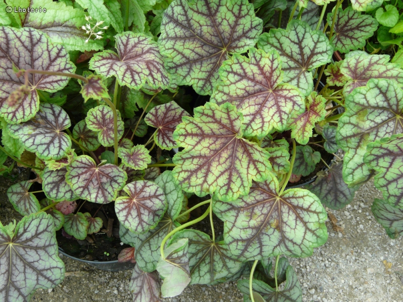 Saxifragaceae - Heuchera Green Spice - Heuchère