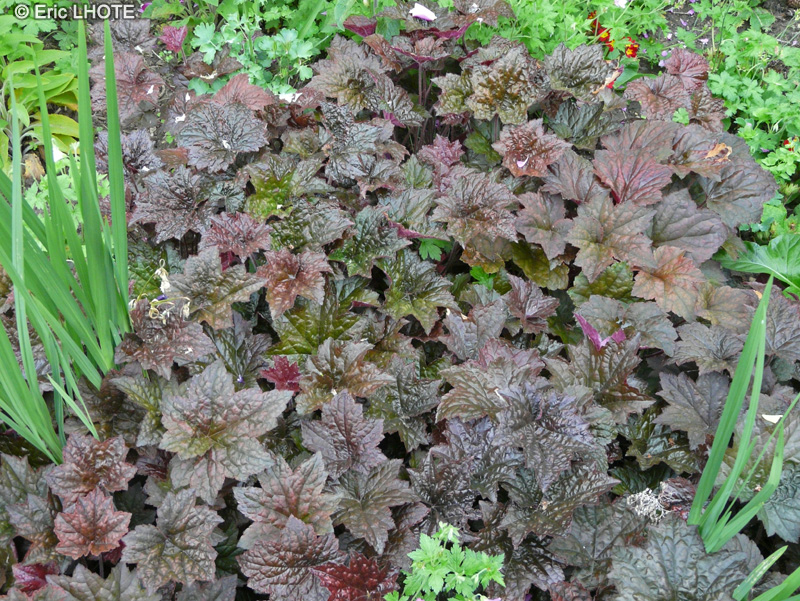 Saxifragaceae - Heuchera Palace Purple - Heuch&egrave;re, D&eacute;sespoir du peintre, Pluie de feu
