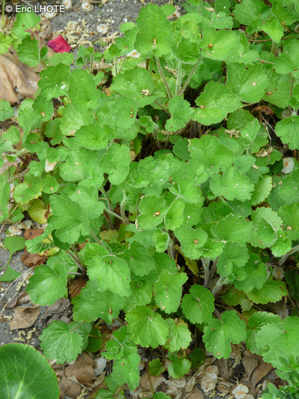 Saxifragaceae - Heuchera americana - Heuchère
