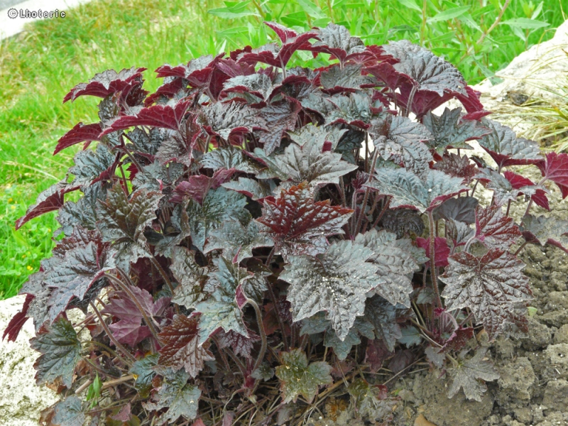 Saxifragaceae - Heuchera micrantha Palace Purple - Heuchère