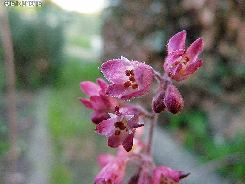  - Heuchera sanguinea - 