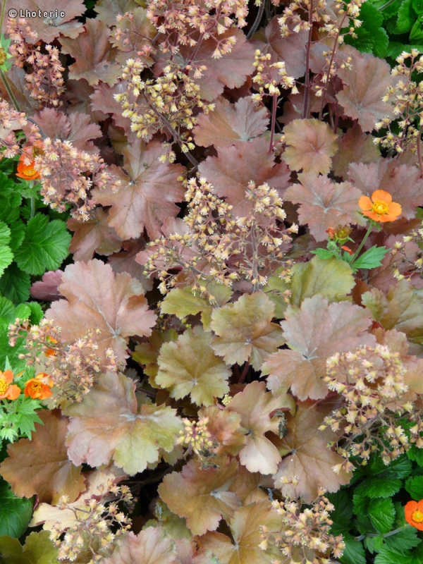  - Heuchera villosa Caramel- HeuchÃ¨re - 
