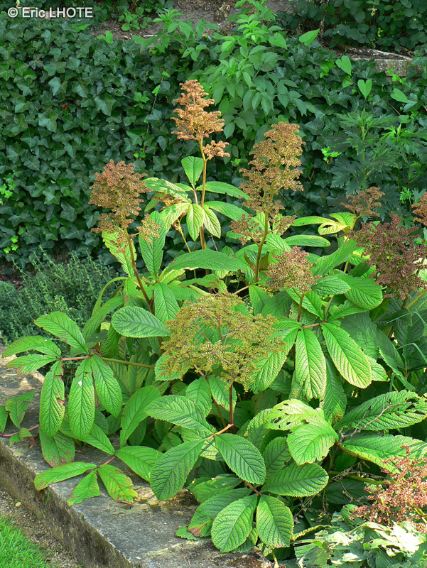  - Rodgersia pinnata - 