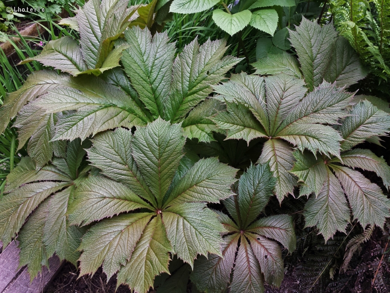  - Rodgersia podophylla - 
