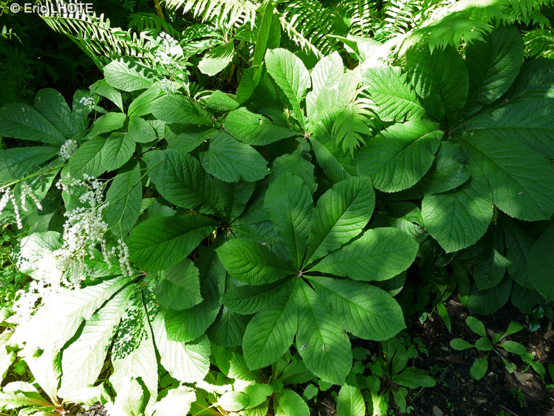  - Rodgersia purdomii - 