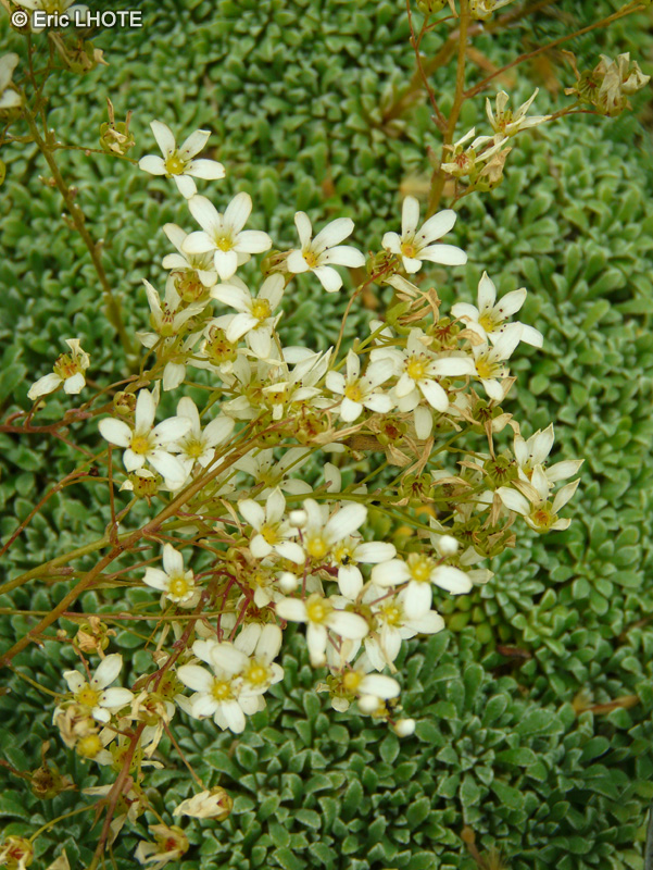  - Saxifraga cochlearis - 