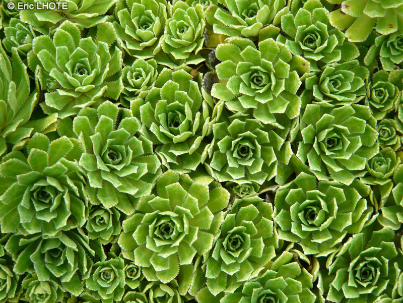 Saxifragaceae - Saxifraga cotyledon Caterhamensis - Saxifrage