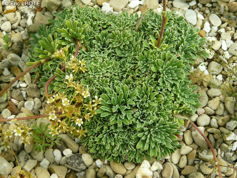 Saxifragaceae - Saxifraga crustata - Saxifrage incrust&eacute;e