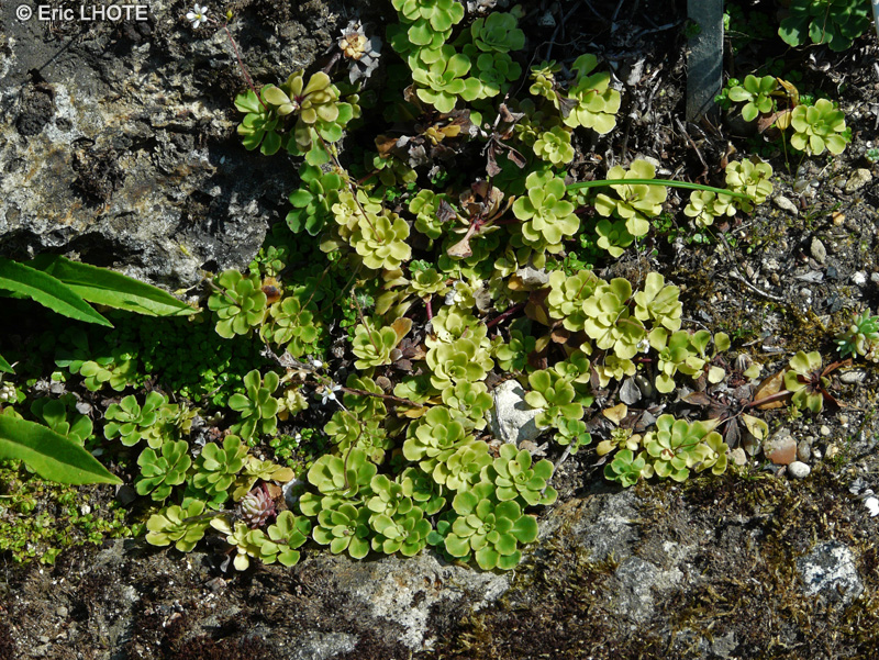Saxifragaceae - Saxifraga cuneifolia - Saxifrage &agrave; feuilles en coin