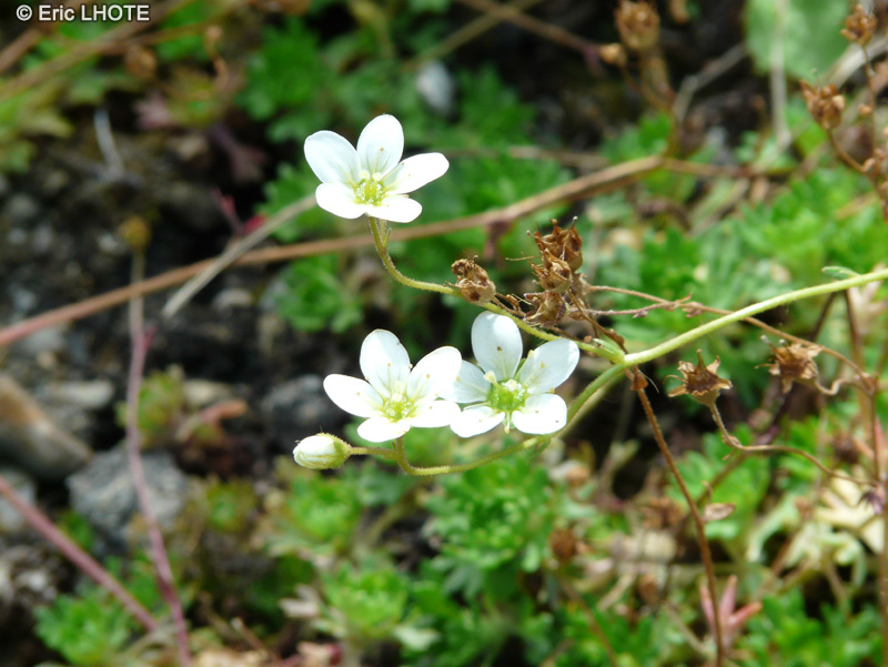  - Saxifraga exarata subsp. moschata - 