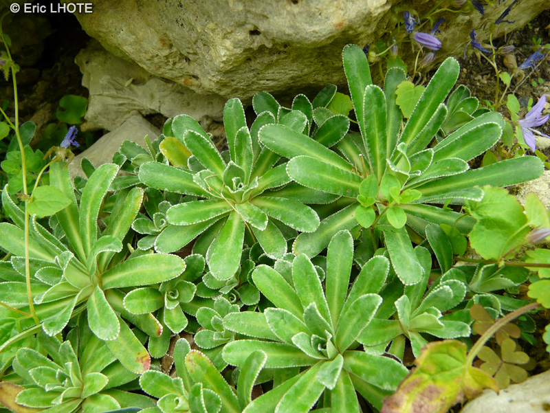 Saxifragaceae - Saxifraga hostii subsp. rhaetica - Saxifrage