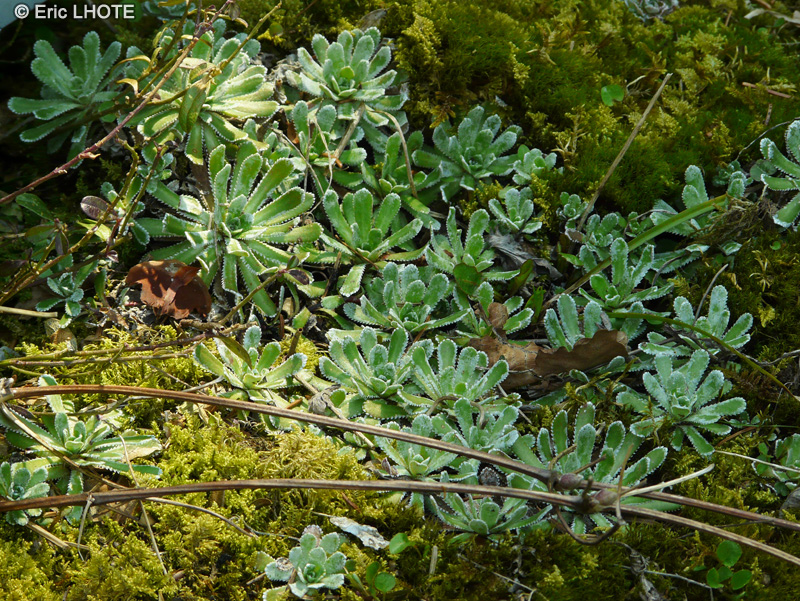  - Saxifraga paniculata - 