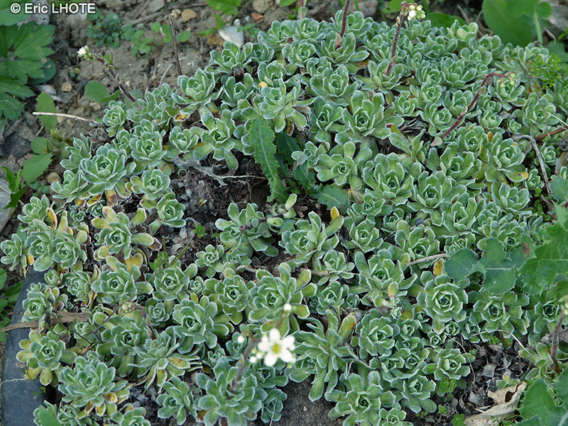  - Saxifraga paniculata - 