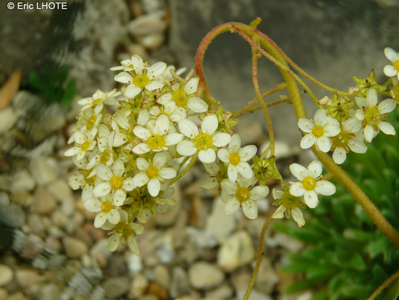  - Saxifraga paniculata Carinthiaca - 