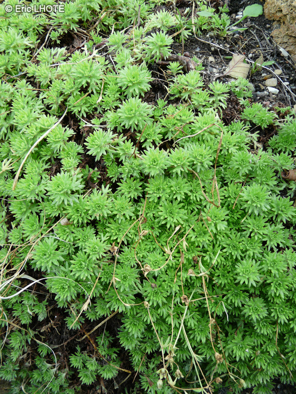 Saxifragaceae - Saxifraga rosacea subsp. sternbergii - Saxifrage rhénane