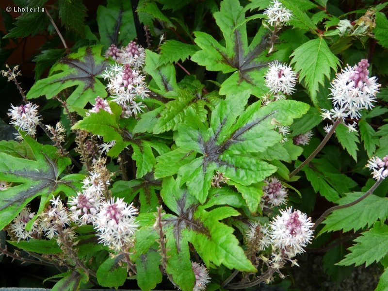  - Tiarella Morning Star - 
