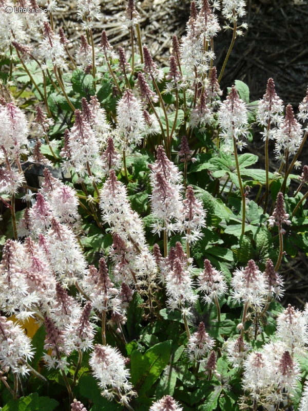  - Tiarella Pink Bouquet - 