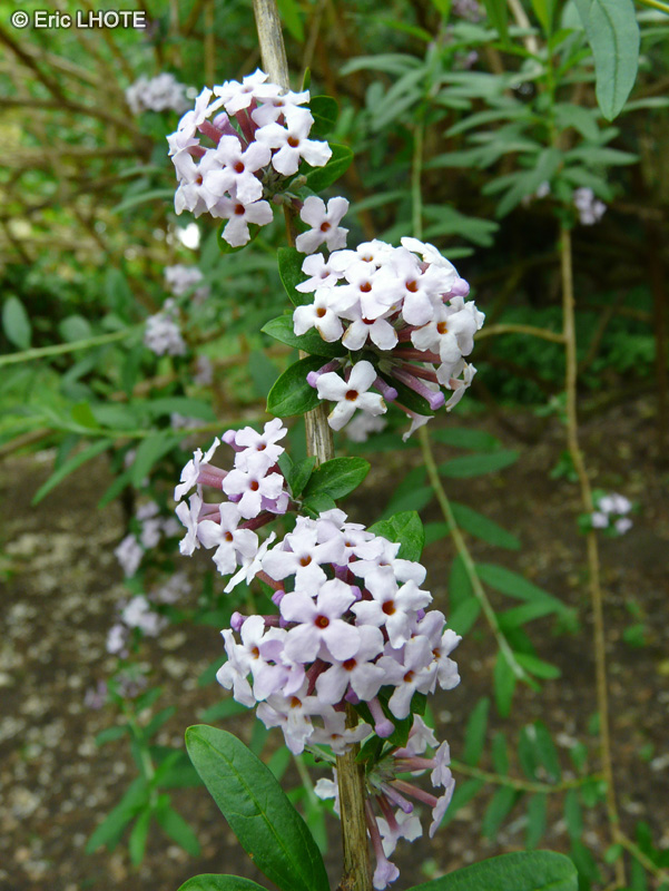 Scrophulariaceae - Buddleja alternifolia - Buddleia &agrave; feuilles de Saule