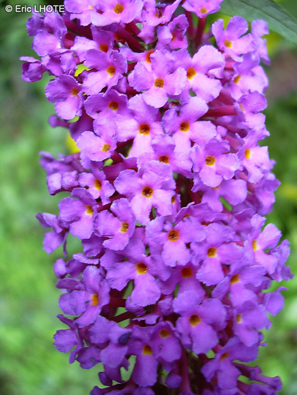  - Buddleja davidii - 