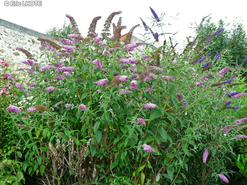  - Buddleja davidii - 