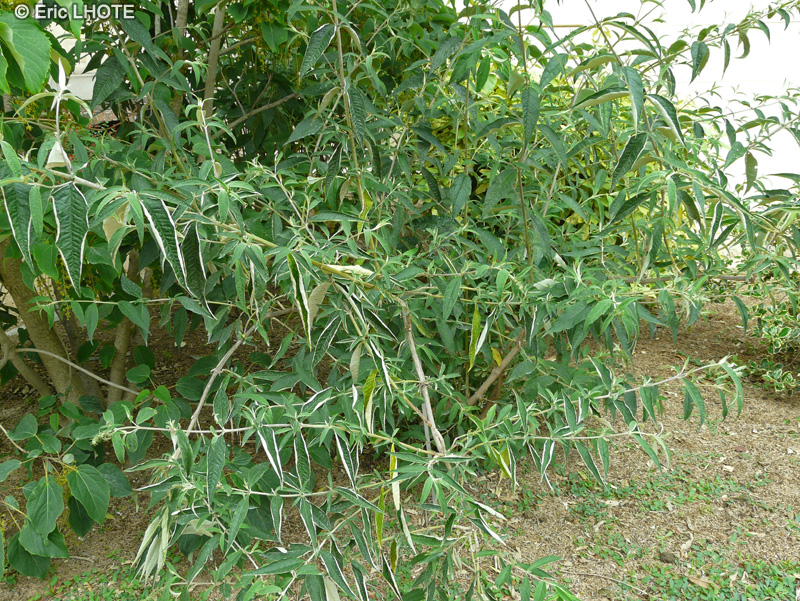 Scrophulariaceae - Buddleja davidii Nano Purple - Arbre aux papillons