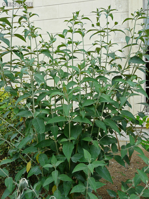 Scrophulariaceae - Buddleja davidii x Fallowiana Lochinch - Arbre aux papillons
