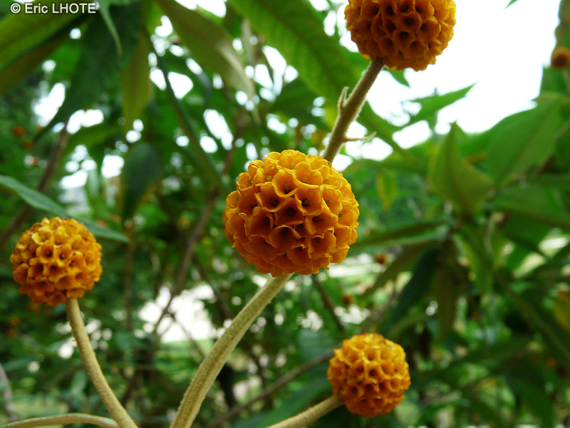  - Buddleja globosa - 