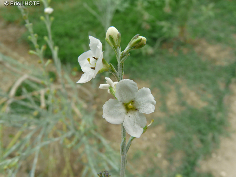  - Gomphostigma virgatum - 