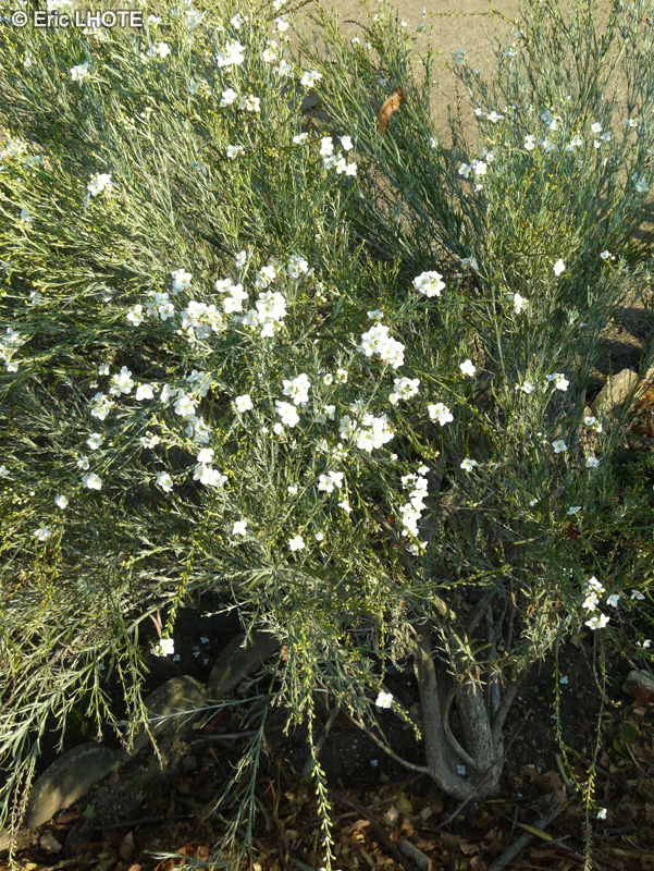  - Gomphostigma virgatum - 