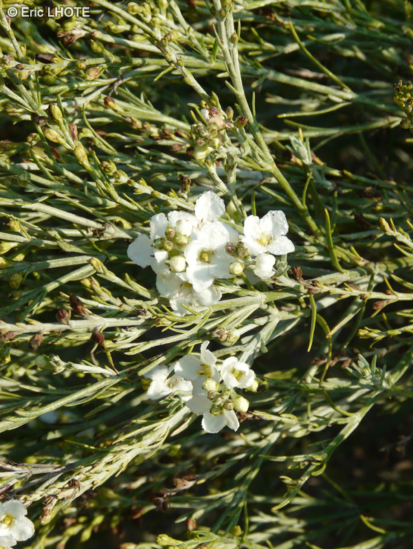 - Gomphostigma virgatum - 