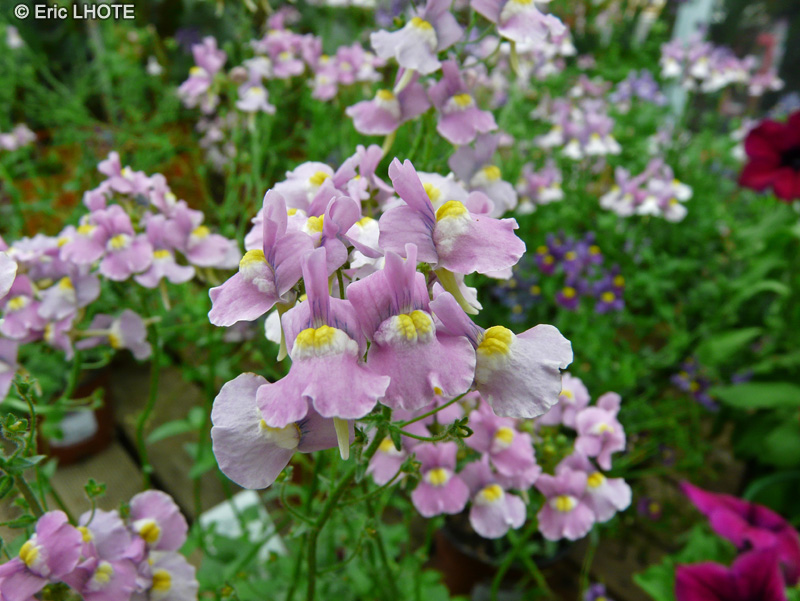  - Nemesia denticulata Rose Confetti - 