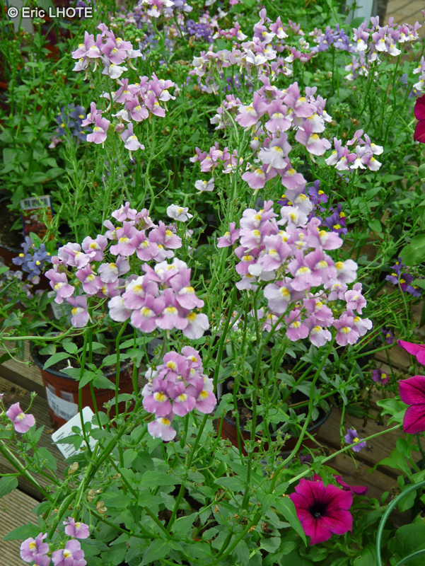 Scrophulariaceae - Nemesia denticulata Rose Confetti - Némésia