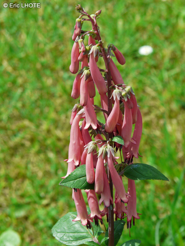  - Phygelius aequalis - 