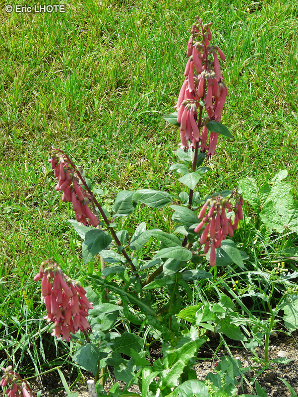 Scrophulariaceae - Phygelius aequalis - Fuschia du Cap