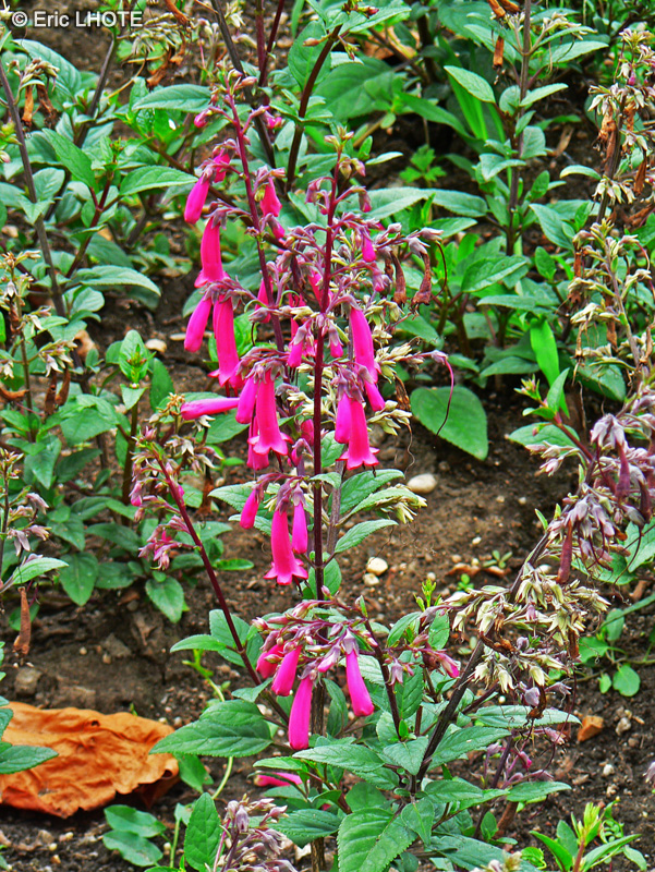 Scrophulariaceae - Phygelius capensis - Fuschia du Cap