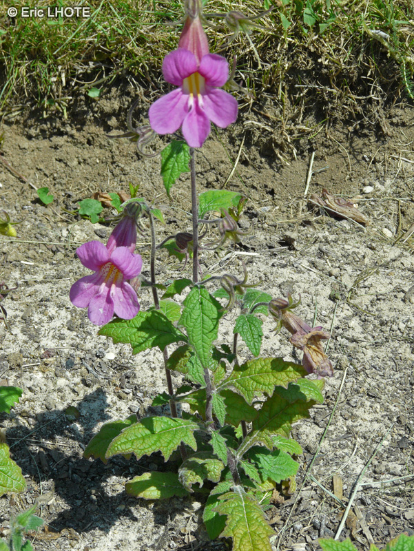  - Rehmannia elata - 