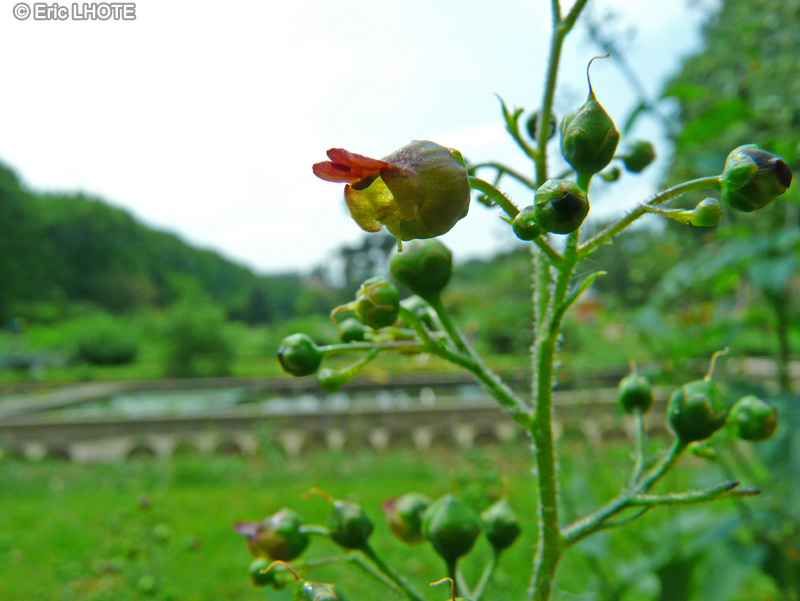  - Scrophularia alpestris - 