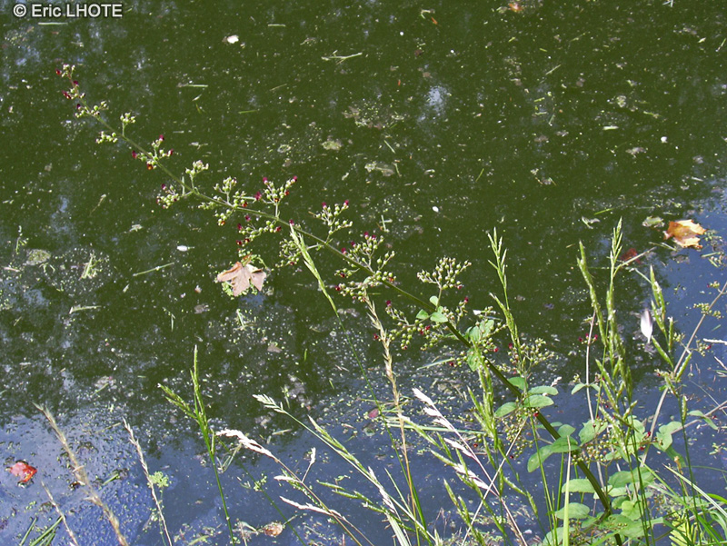  - Scrophularia aquatica - 
